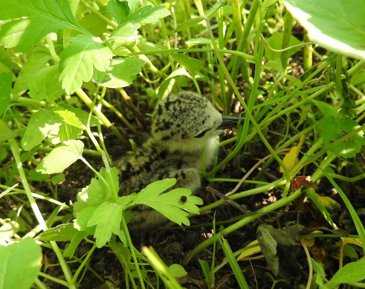 Black-necked Stilt - ML107466791