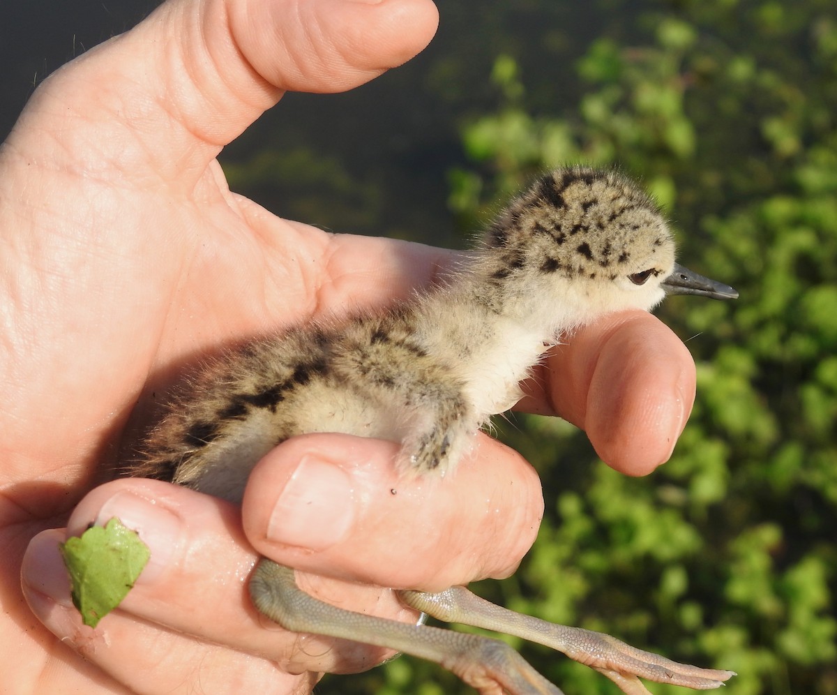 Black-necked Stilt - ML107466801