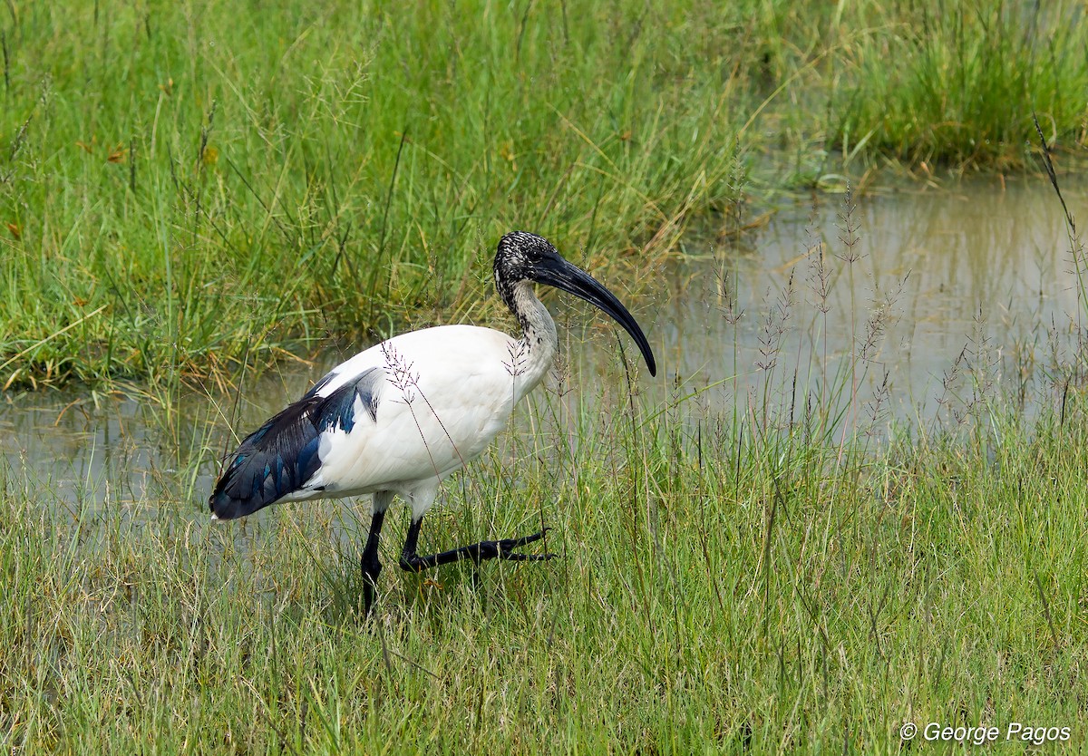 African Sacred Ibis - ML107467111