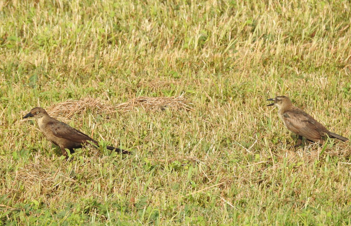 Great-tailed Grackle - ML107467951