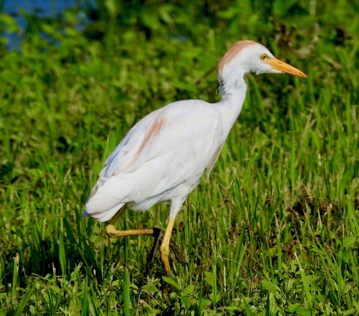 Western Cattle Egret - ML107468191