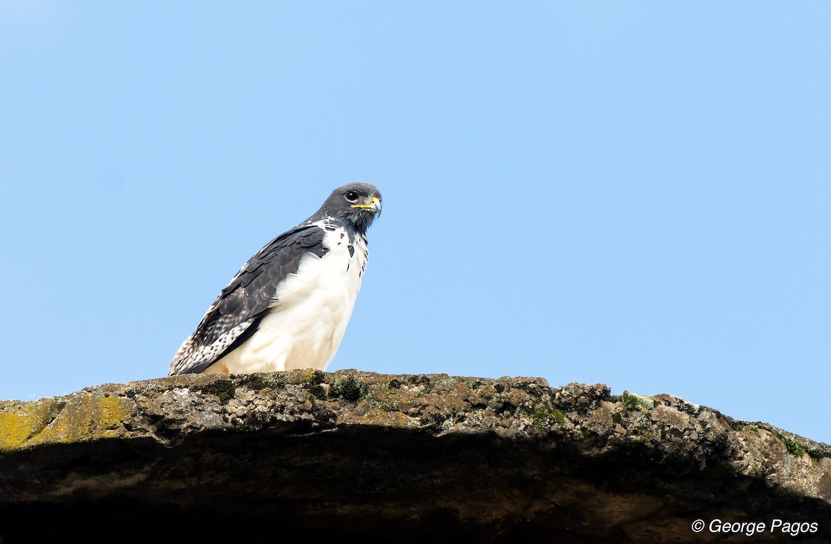 káně černohřbetá (ssp. augur) - ML107468211