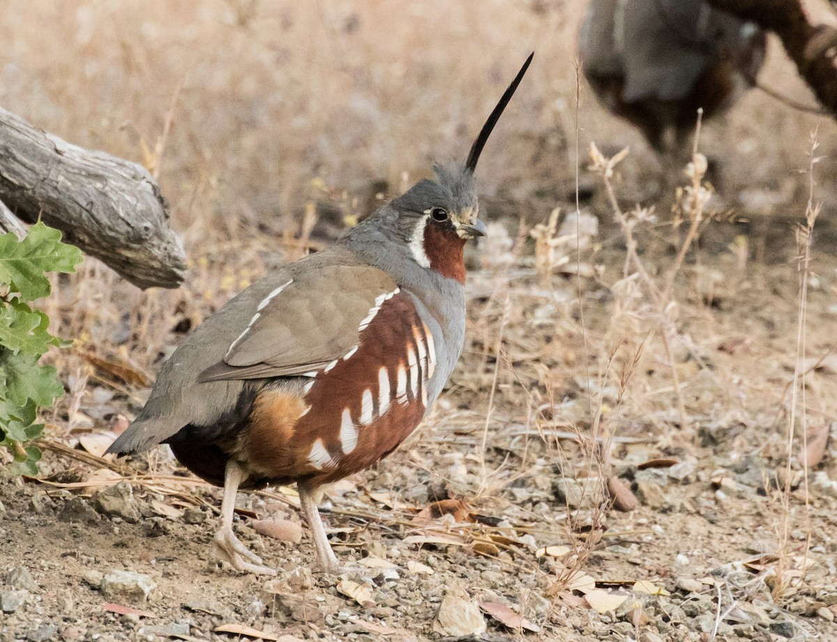 Mountain Quail - ML107468571