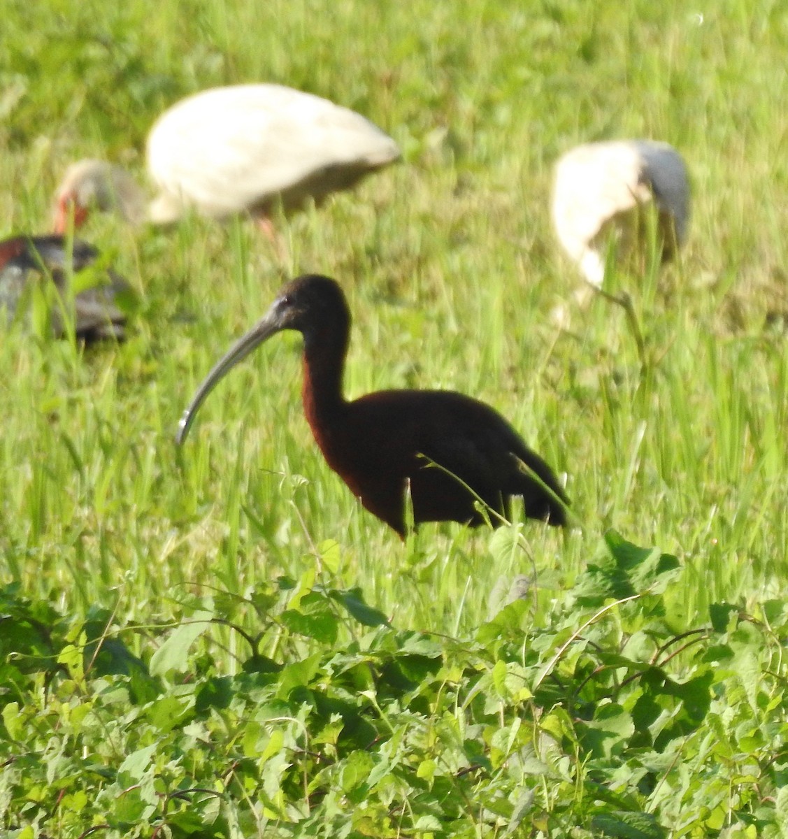 Glossy Ibis - ML107468821