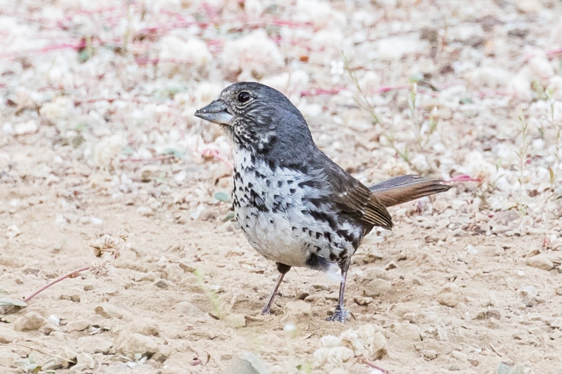 Fox Sparrow (Thick-billed) - ML107469271