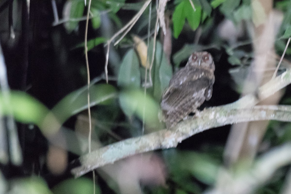 Tawny-bellied Screech-Owl (Austral) - Nige Hartley