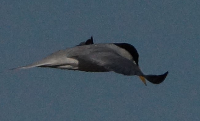 Least Tern - ML107470671