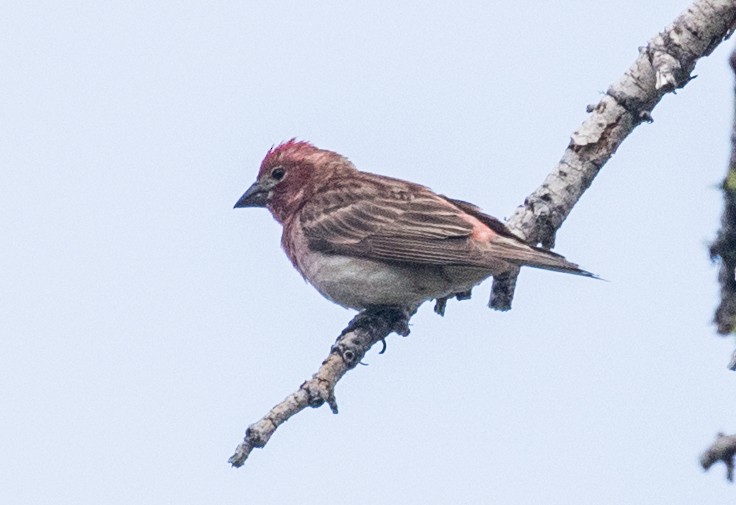 Cassin's Finch - ML107471281