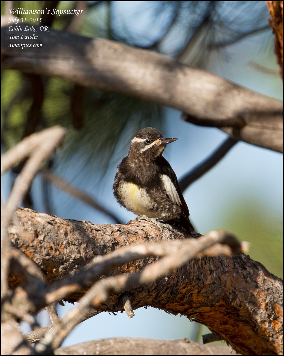 Williamson's Sapsucker - ML107474681