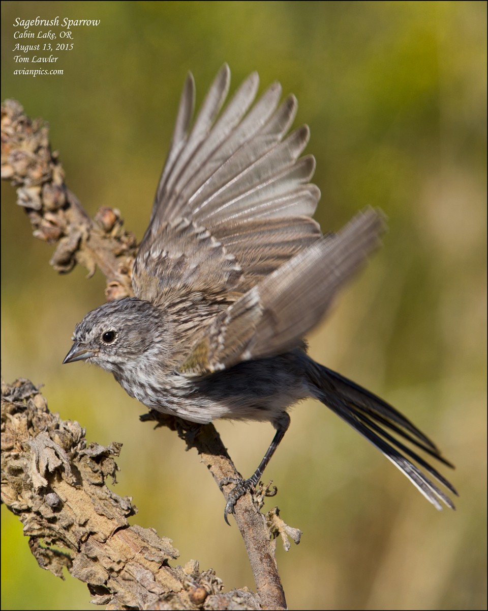 Sagebrush Sparrow - Tom Lawler