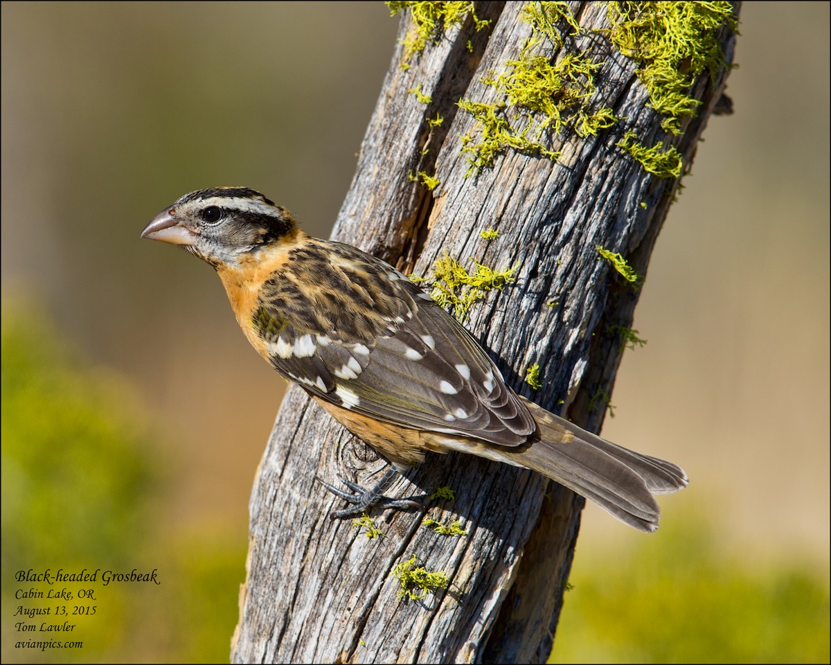 Black-headed Grosbeak - ML107475611