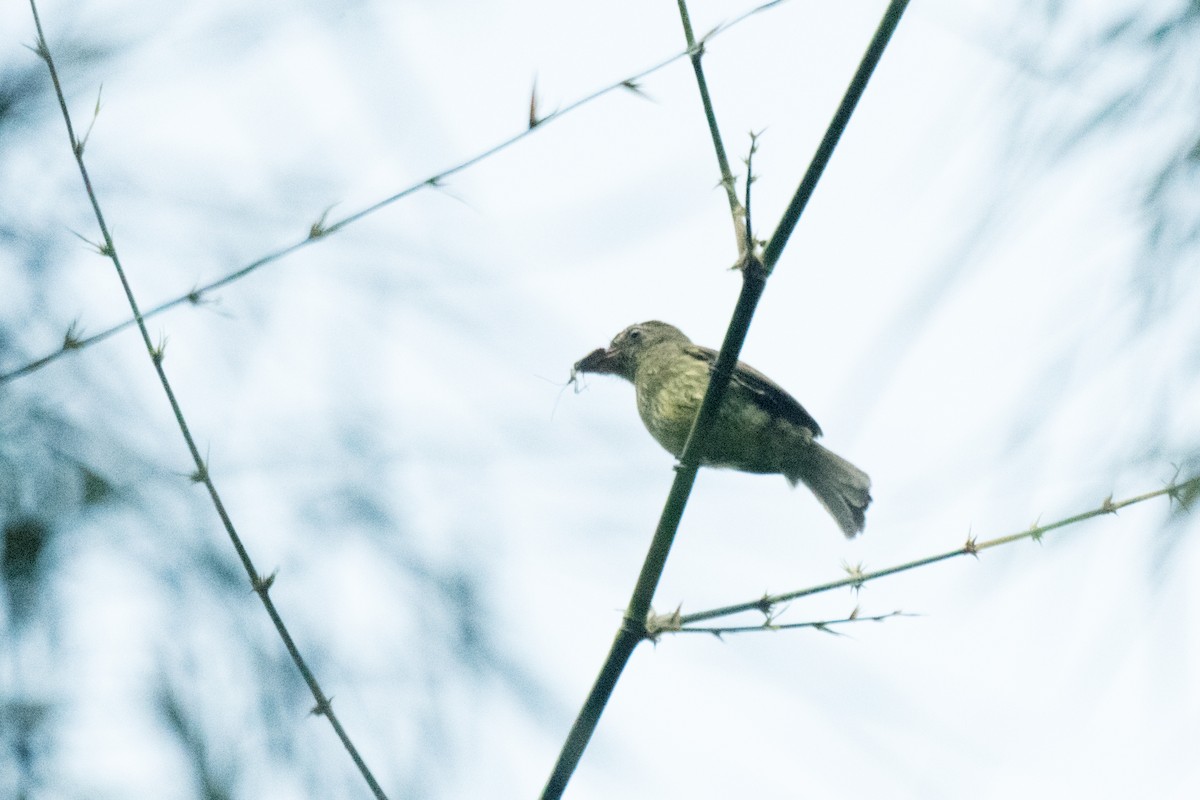 Dusky-tailed Flatbill - ML107475681