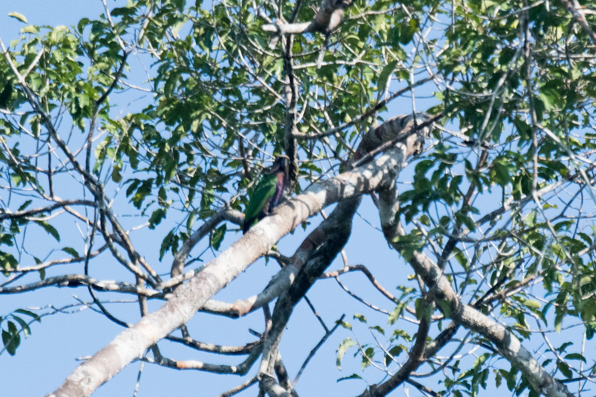 Red-fan Parrot - ML107476201