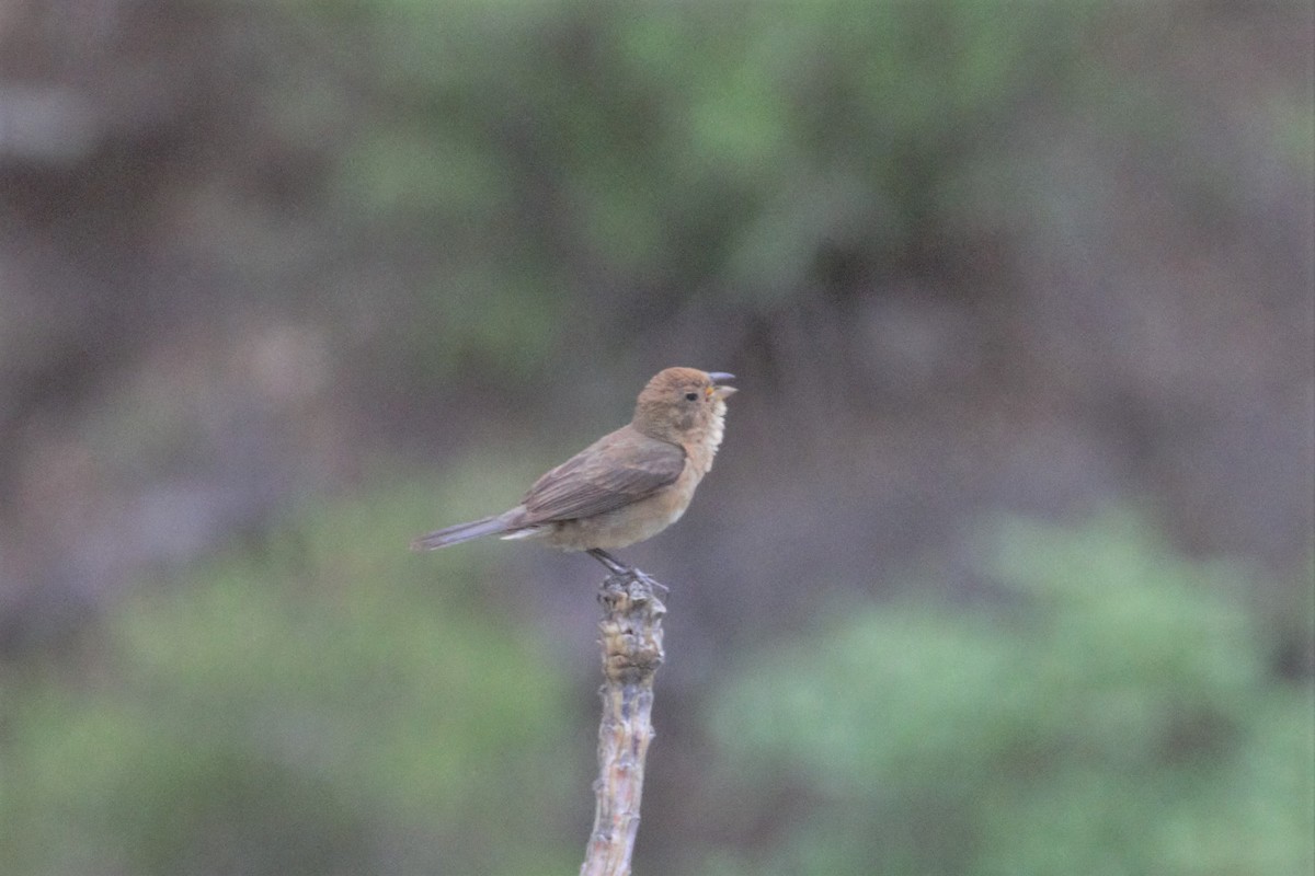 Varied Bunting - ML107477711