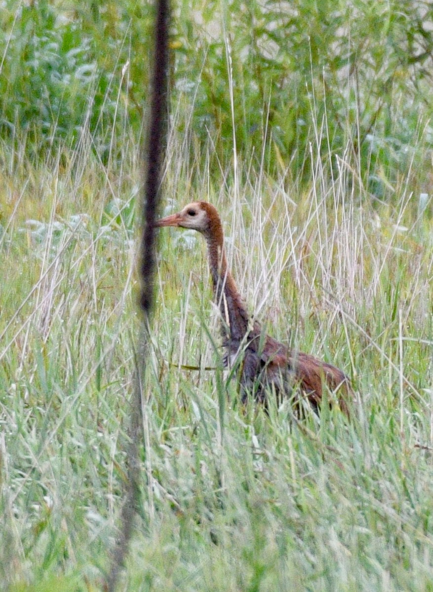 Sandhill Crane - ML107478741