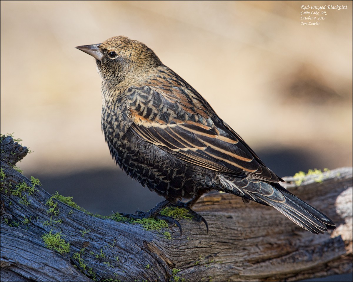 Red-winged Blackbird - ML107478881