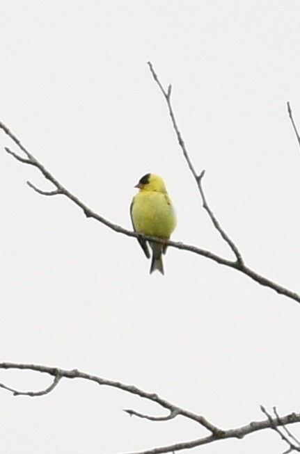 American Goldfinch - ML107479341