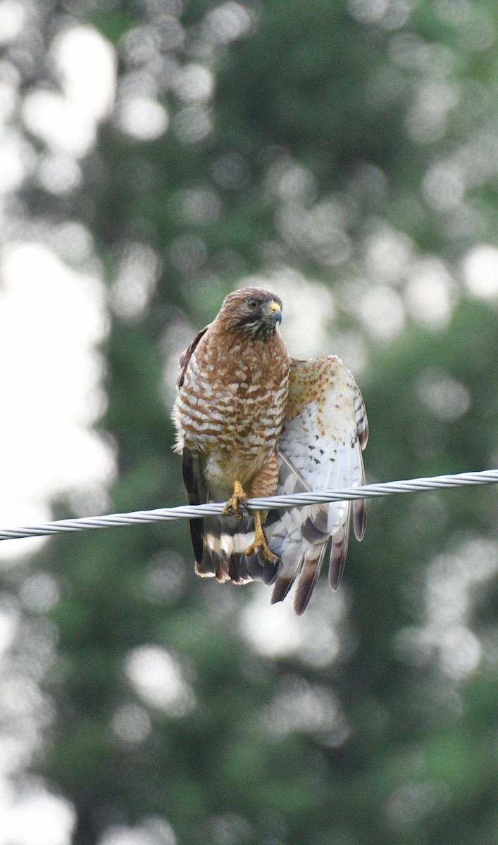 Broad-winged Hawk - ML107479461