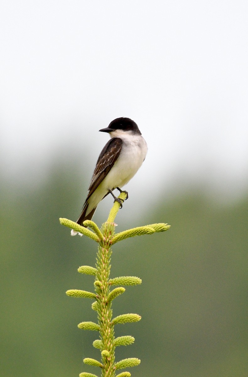 Eastern Kingbird - ML107479631