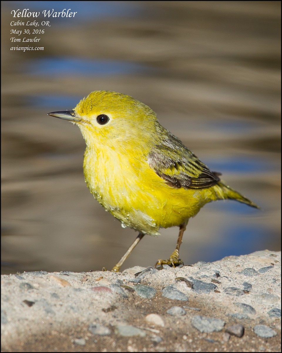 Paruline jaune - ML107479791