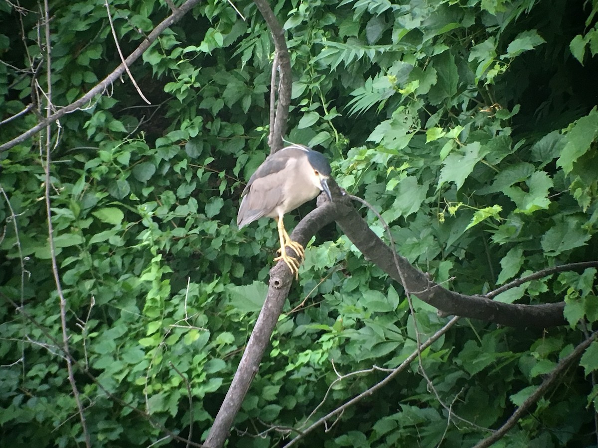 Black-crowned Night Heron - ML107479861