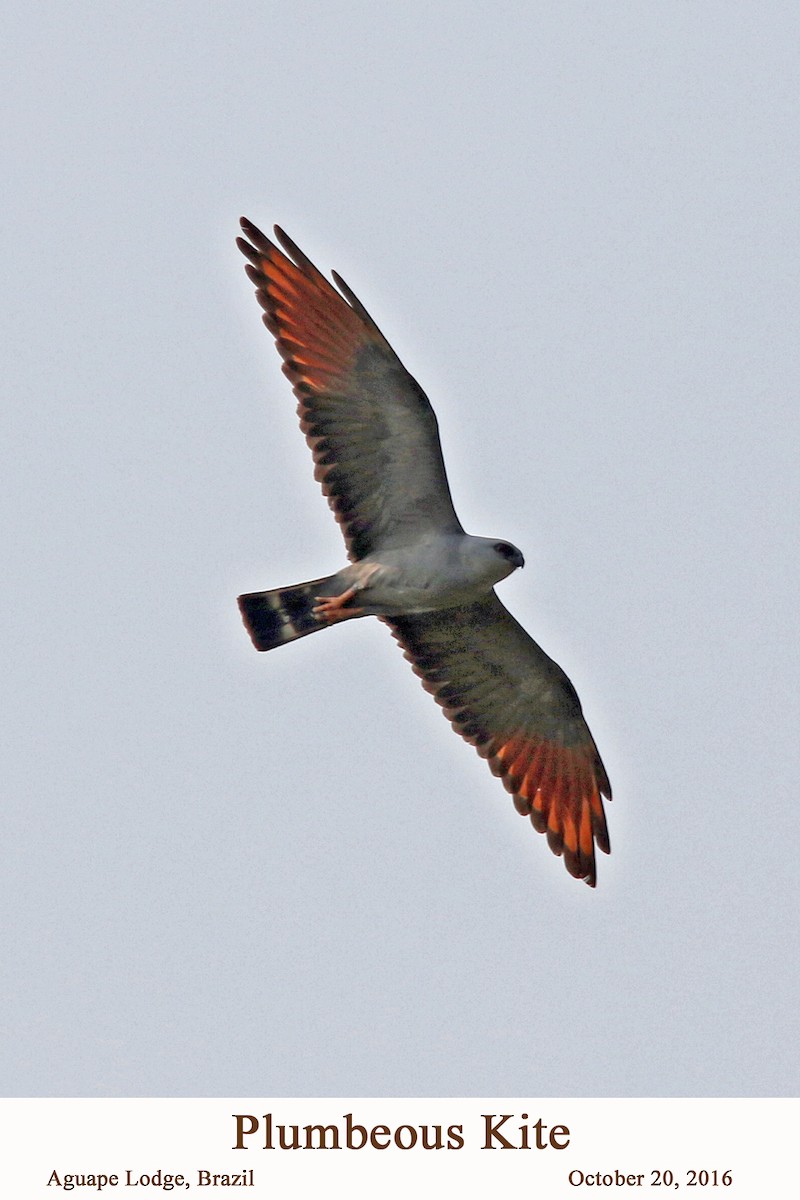 Plumbeous Kite - ML107481061