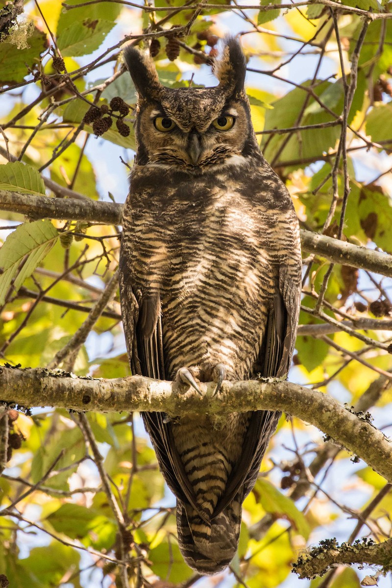 Great Horned Owl - ML107481281