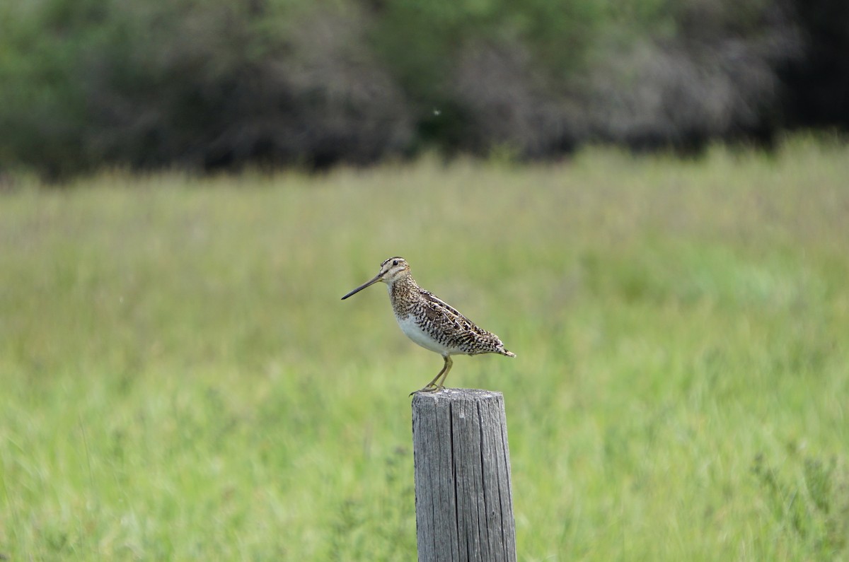 Wilson's Snipe - ML107481701