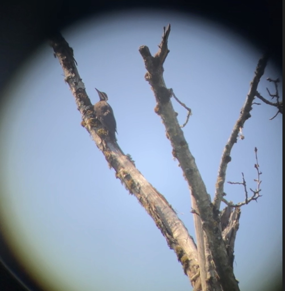 Pileated Woodpecker - ML107482861