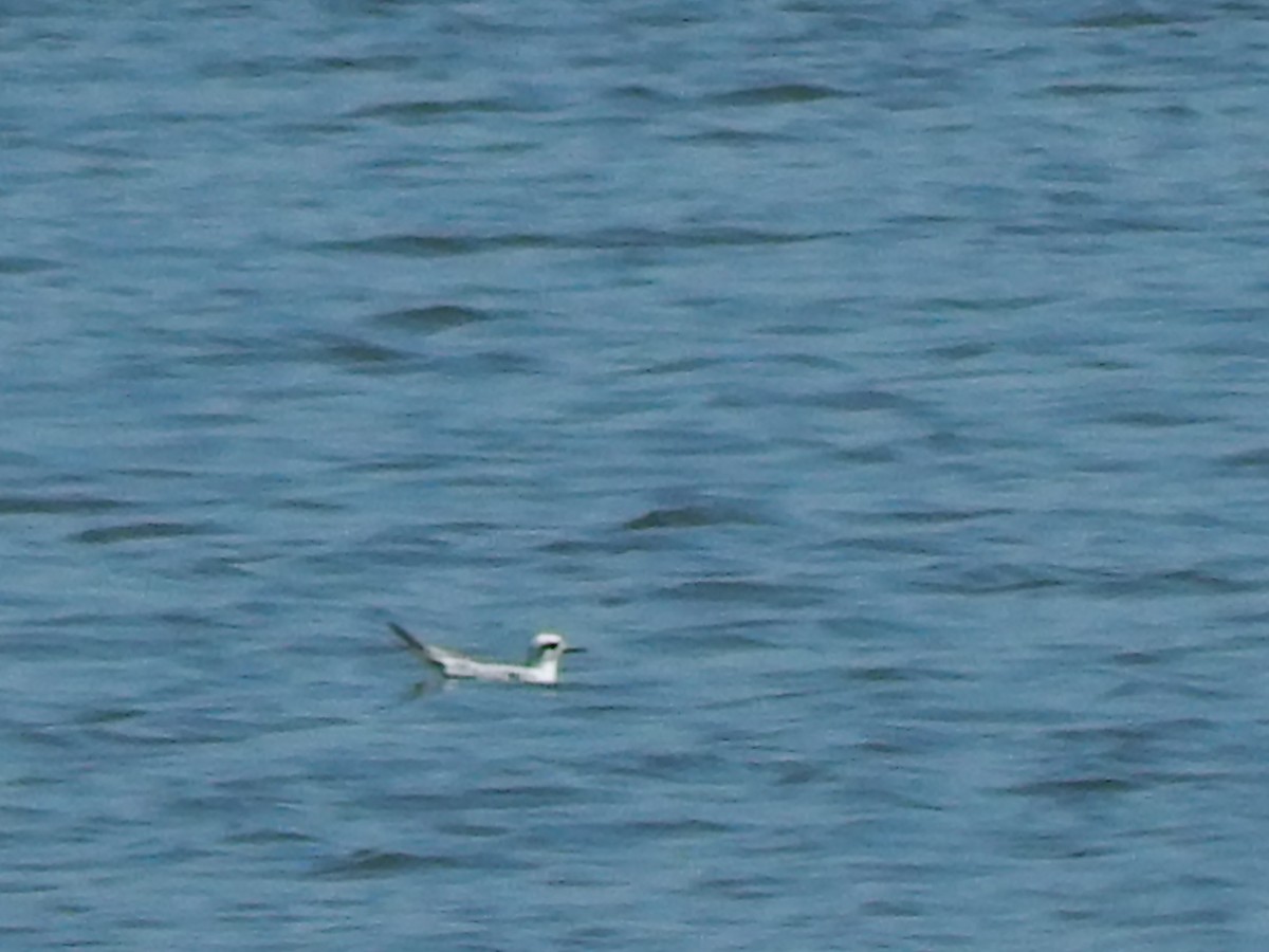 Forster's Tern - Pamela Fisher