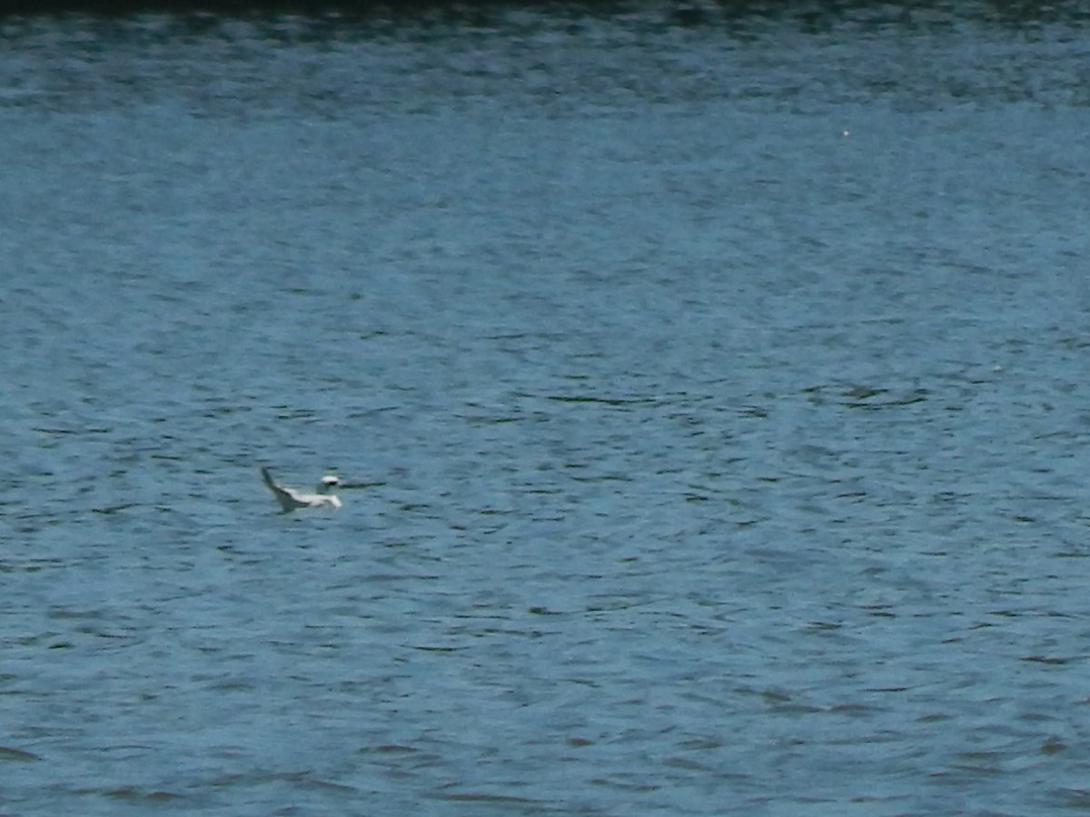 Forster's Tern - Pamela Fisher