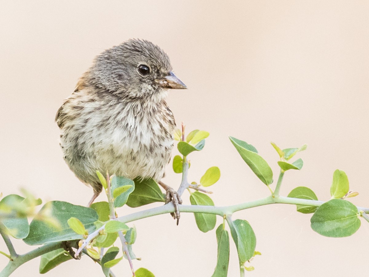 Junco Ojioscuro (grupo oreganus) - ML107485961