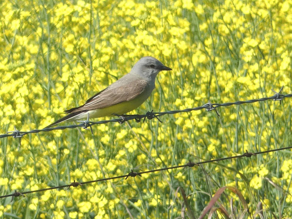 Western Kingbird - ML107486181