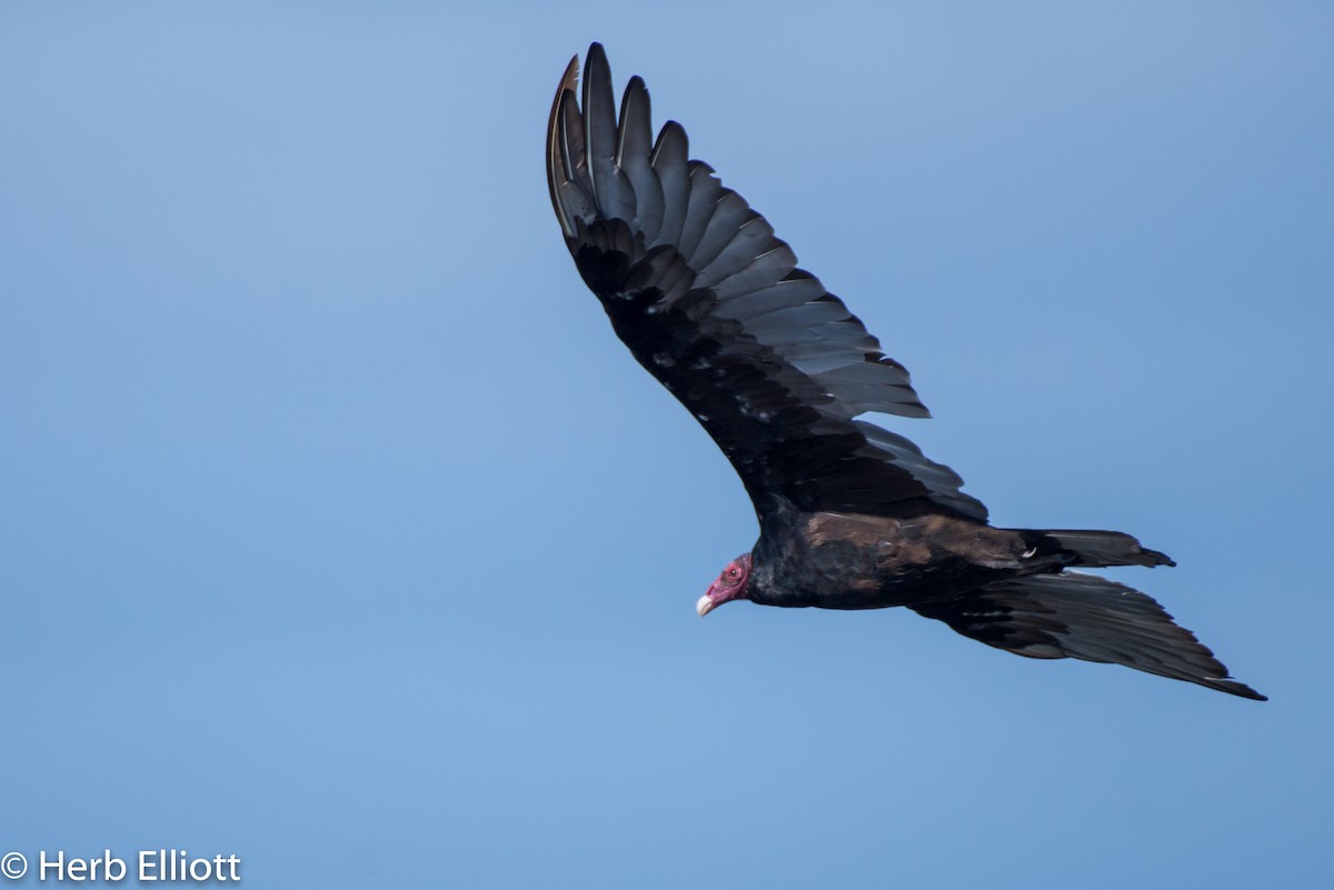 Urubu à tête rouge - ML107486491