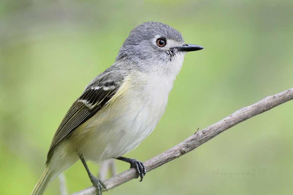 Dwarf Vireo - ML107486811