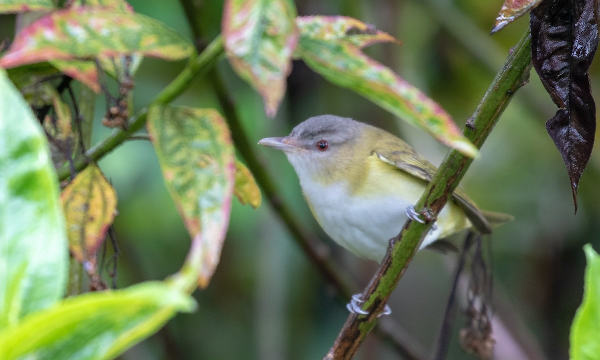 Yellow-green Vireo - ML107487081