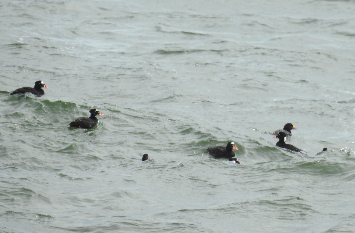 Surf Scoter - ML107487191