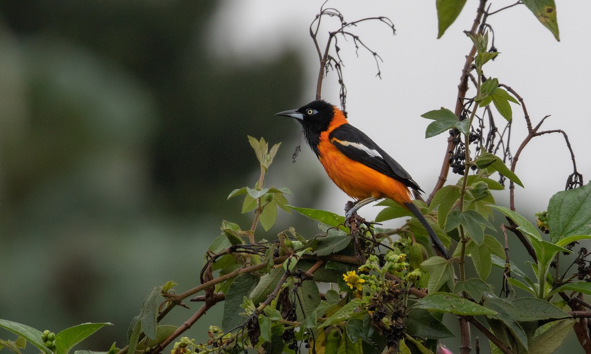 Venezuelan Troupial - ML107487261