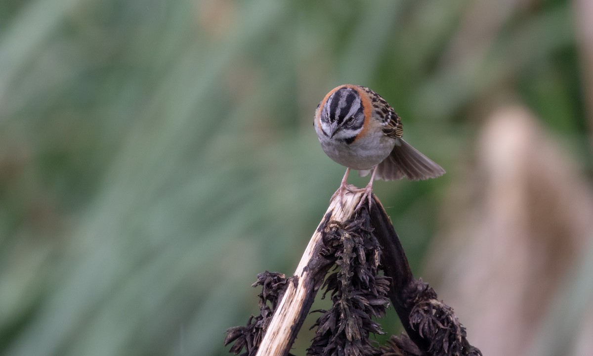 Rufous-collared Sparrow - Drew Weber