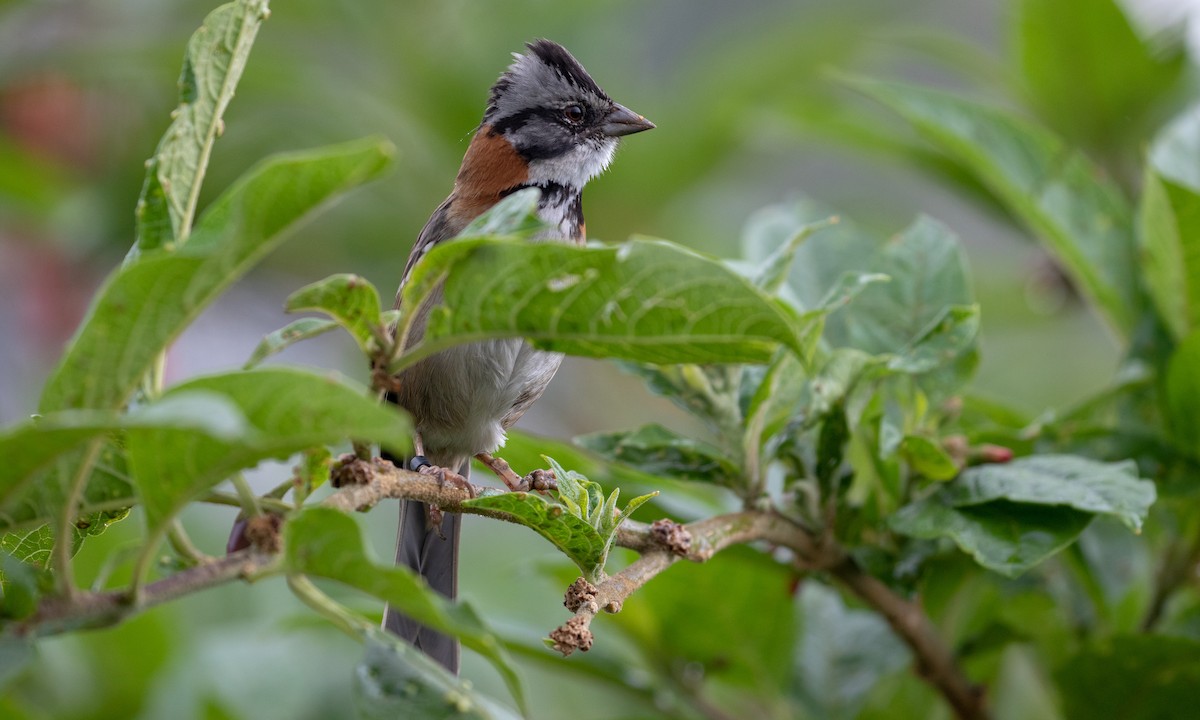 Rufous-collared Sparrow - Drew Weber