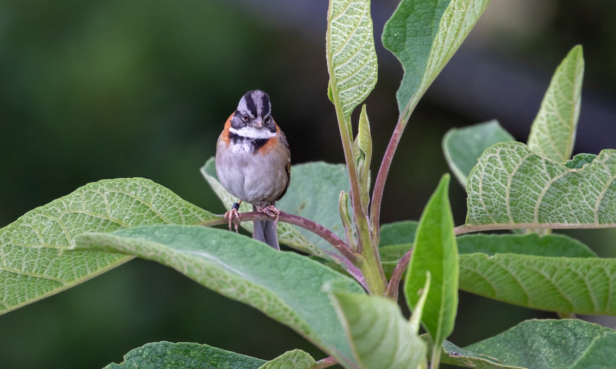 Rufous-collared Sparrow - Drew Weber