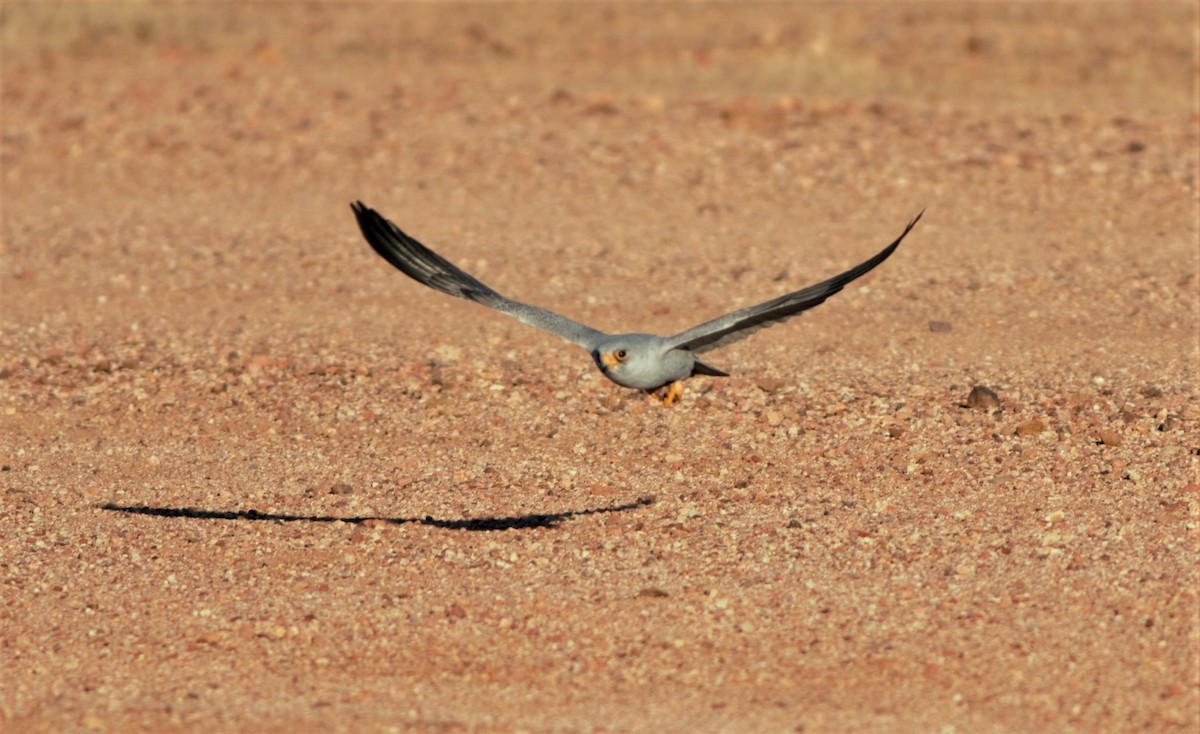 Gray Falcon - ML107487611