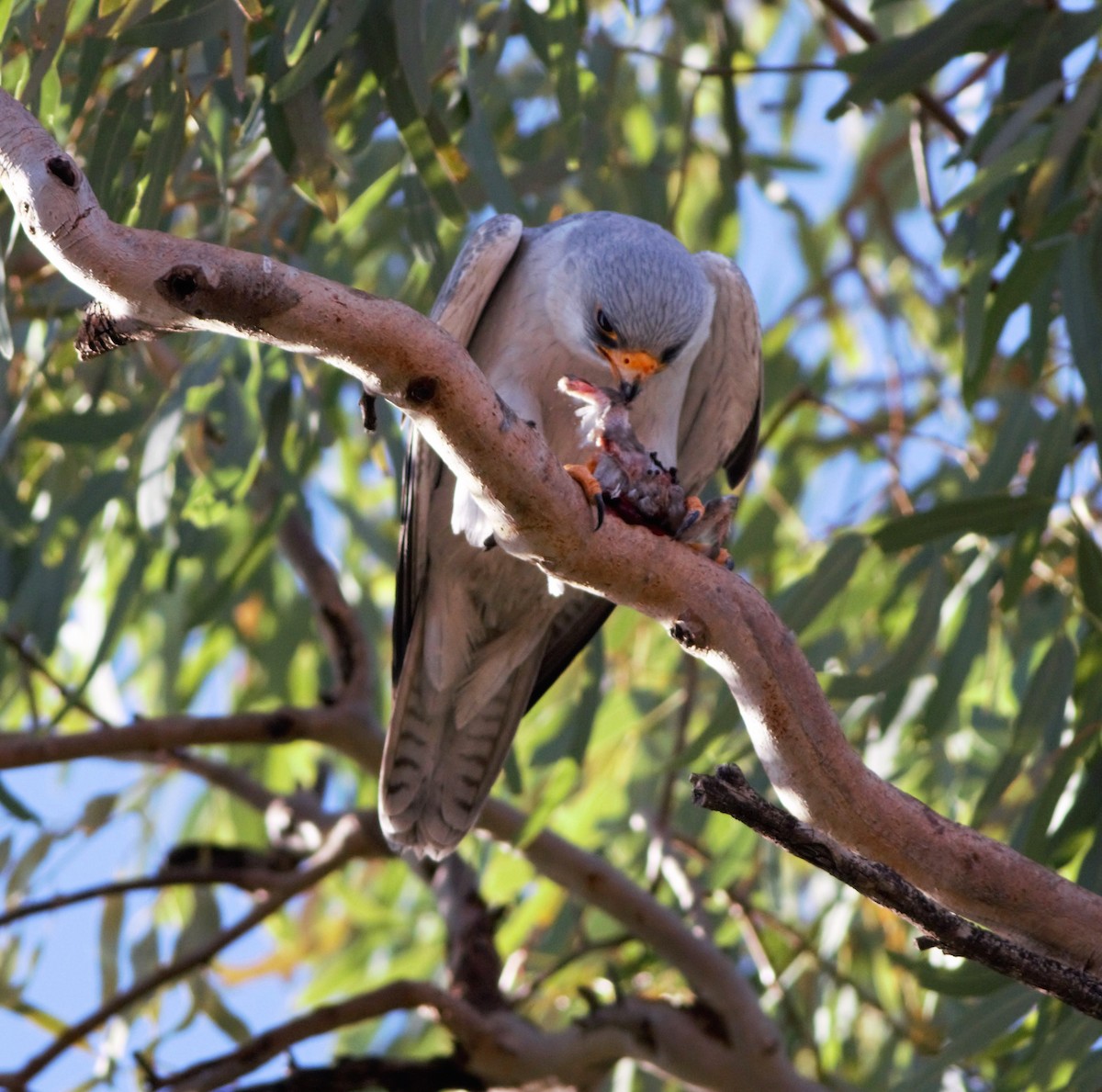 Gray Falcon - ML107487701