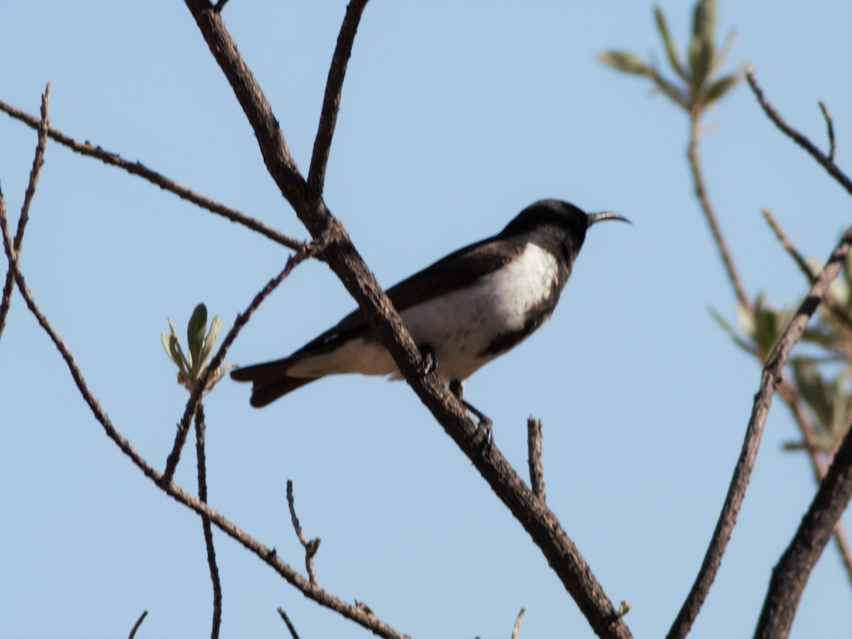 Black Honeyeater - ML107487731