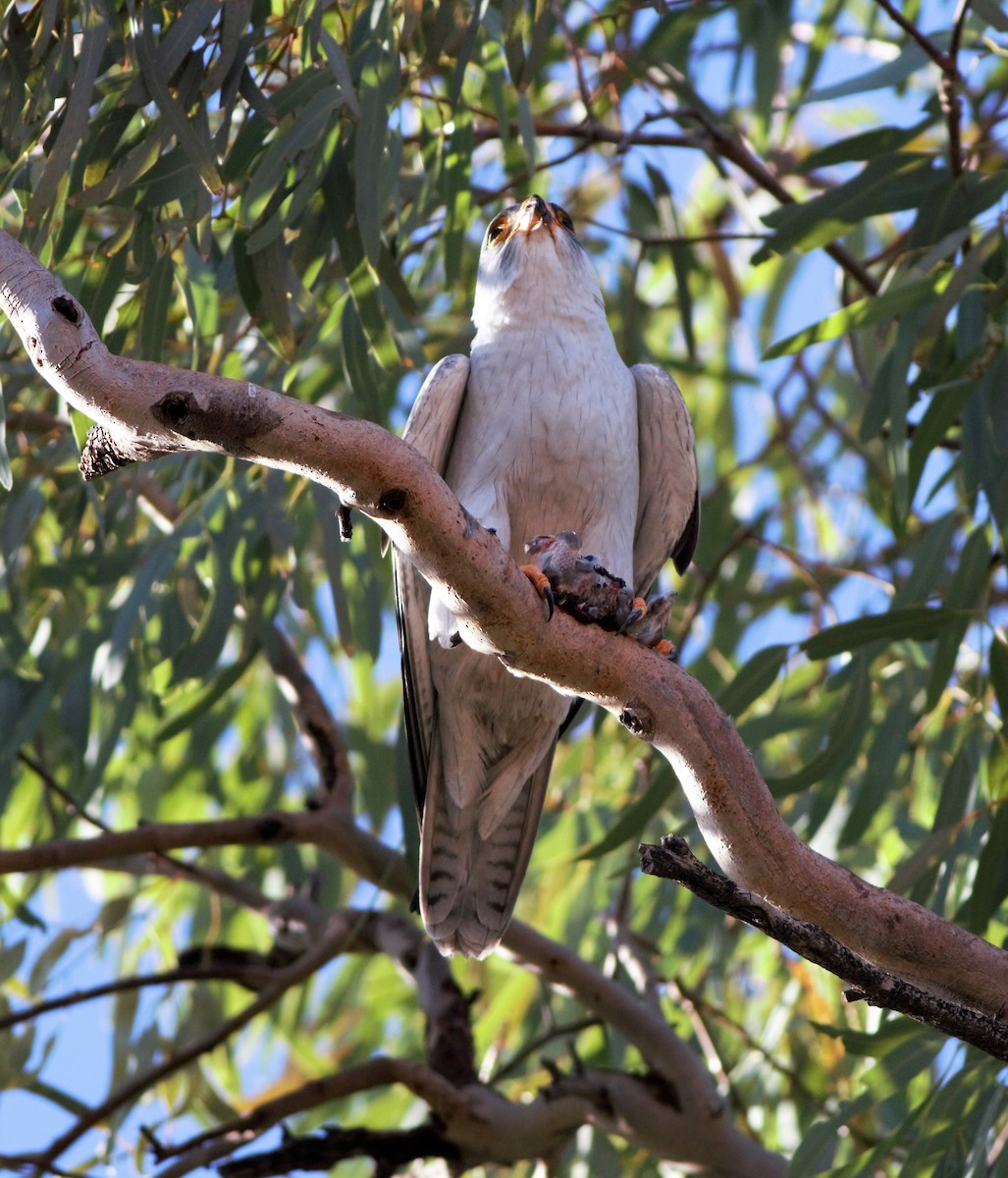 Gray Falcon - ML107487761