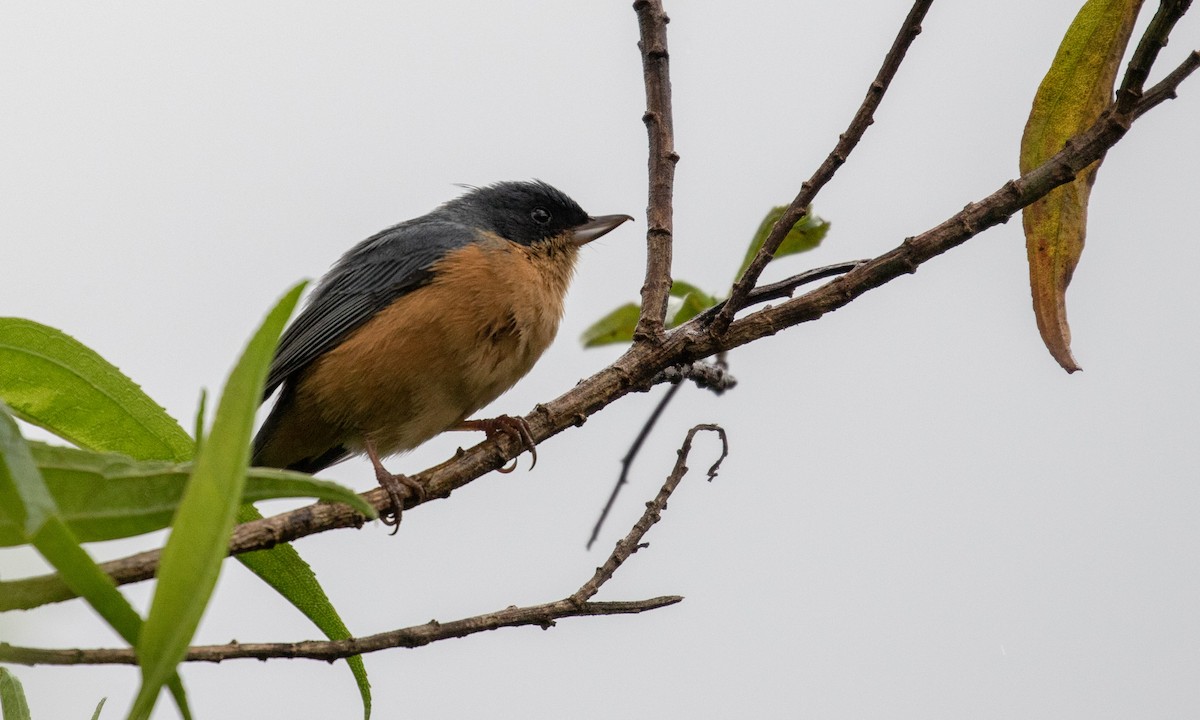 Rusty Flowerpiercer - Drew Weber