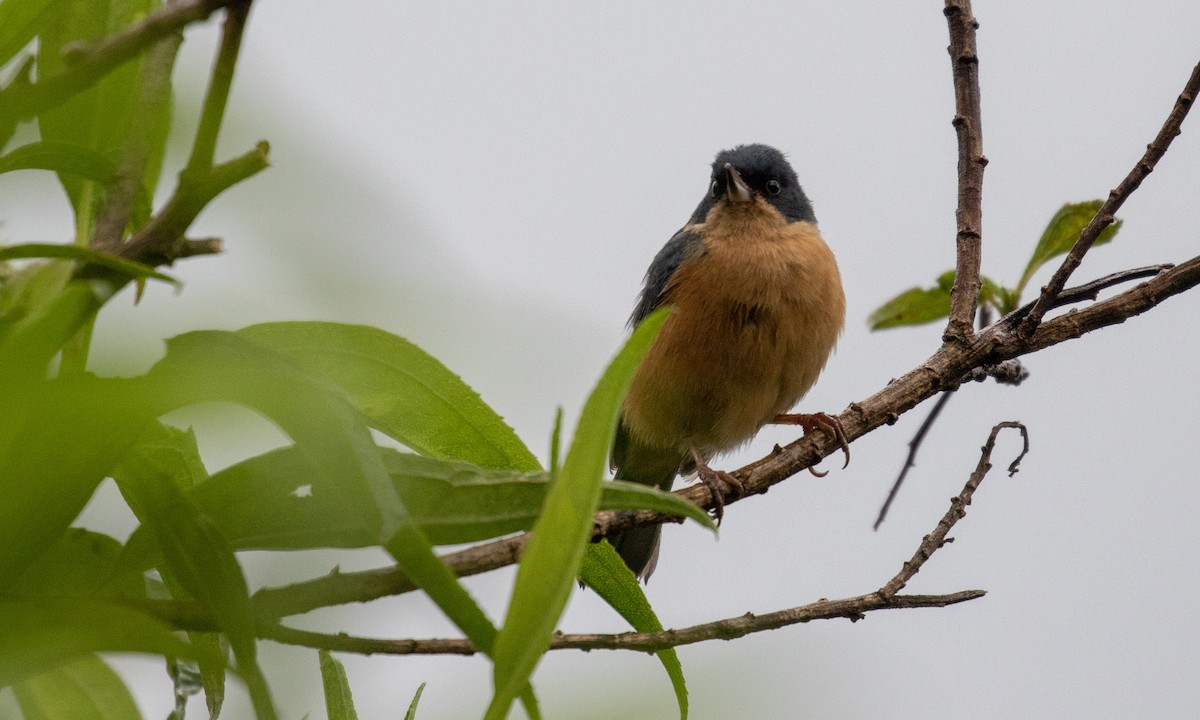 Rusty Flowerpiercer - ML107487801