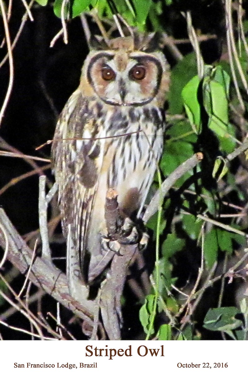 Striped Owl - ML107487991