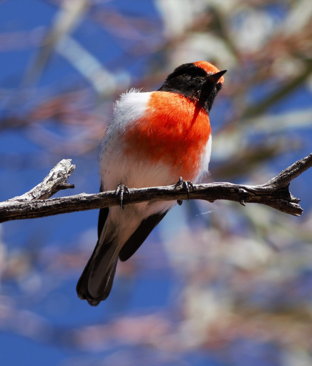 Red-capped Robin - ML107488011