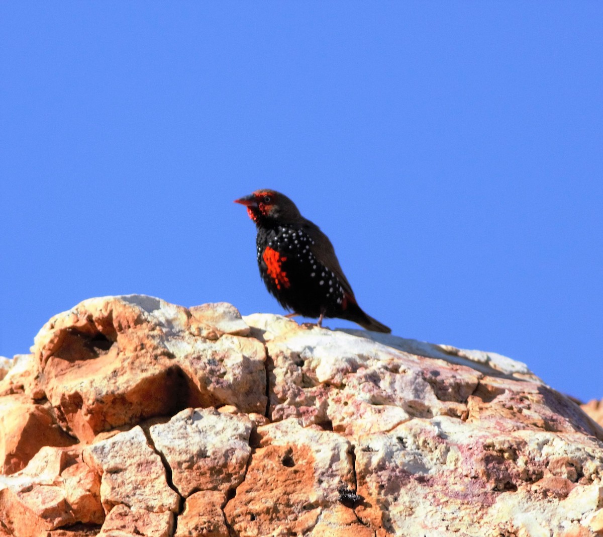 Painted Firetail - ML107488411